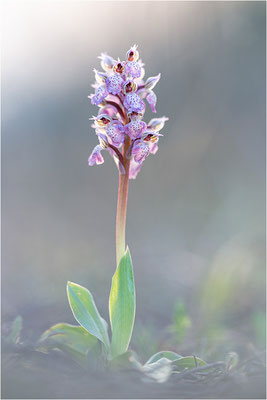 Milchweißes Knabenkraut (Neotinea lactea), Dep. Var, Frankreich