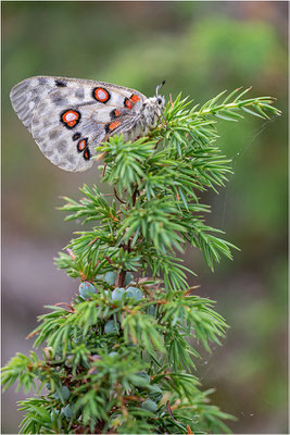 Roter Apollo (Parnassius apollo apollo f. cardinalis), Schweden, Småland
