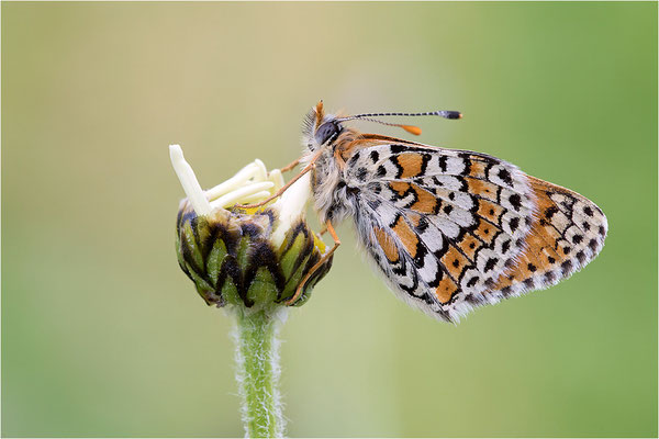 Wegerich-Scheckenfalter (Melitaea cinxia), Italien, Region Aostatal, 1600m