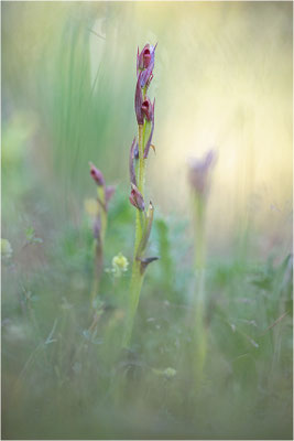Kleinblütiger Zungenstendel (Serapias parviflora), Italien, Sardinien