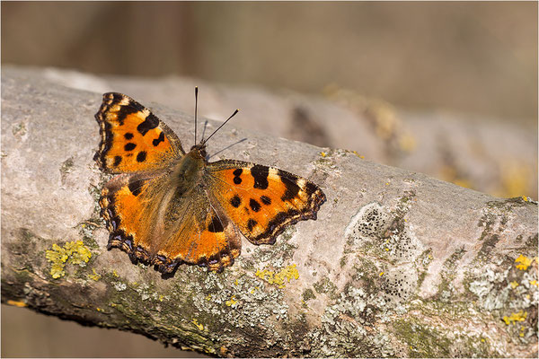 Großer Fuchs (Nymphalis polychloros), Deutschland, Baden-Württemberg