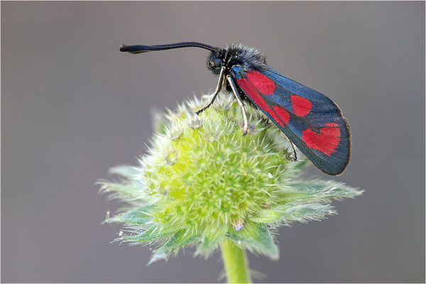 Beilfleck-Widderchen (Zygaena loti), Frankreich, Savoye
