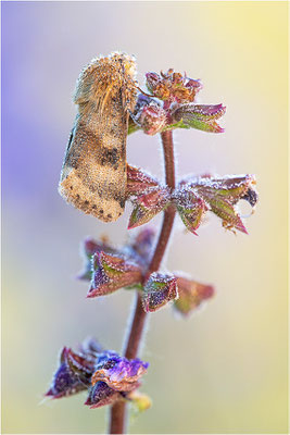 Karden-Sonneneule (Heliothis viriplaca), Deutschland, Baden-Württemberg