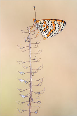 Roter Scheckenfalter (Melitaea didyma), Frankreich, Ardèche