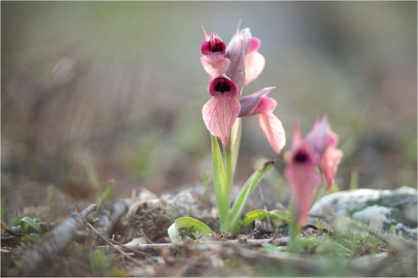 Verkannter Zungenstendel (Serapias neglecta), Frankreich, Var