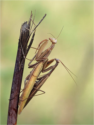 Europäische Gottesanbeterin (Mantis religiosa), Paarung, Deutschland, Baden-Württemberg