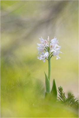 Helm-Knabenkraut (Orchis militaris), Albino, Schweden, Farö
