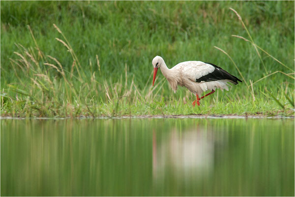 Weißstorch (Ciconia ciconia), Deutschland, Baden-Württemberg