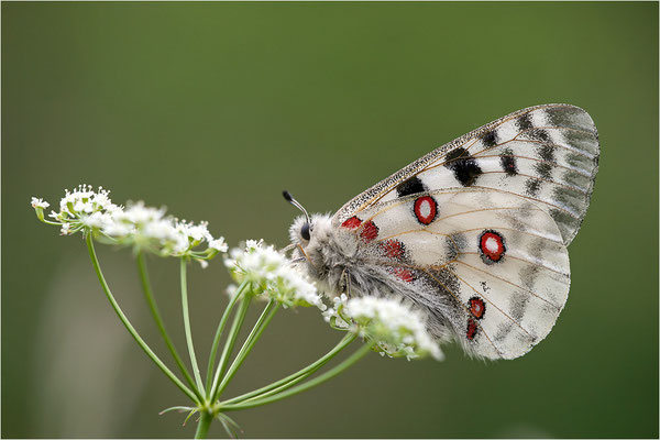 Roter Apollo (Parnassius apollo valesiacus), Schweiz, Kanton Wallis