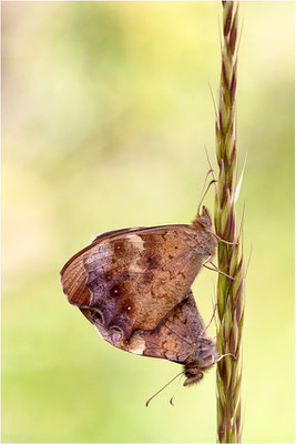 Waldbrettspiel (Pararge aegeria), Paarung, Frankreich, Ardèche