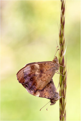 Waldbrettspiel (Pararge aegeria), Paarung, Frankreich, Ardèche