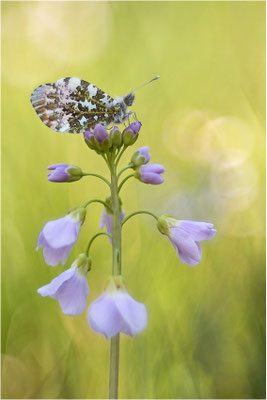 Aurorafalter (Anthocharis cardamines), Männchen, Deutschland, Baden-Württemberg