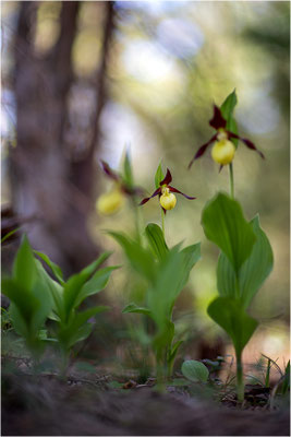 Gelber Frauenschuh (Cypripedium calceolus), Schweden, Gotland