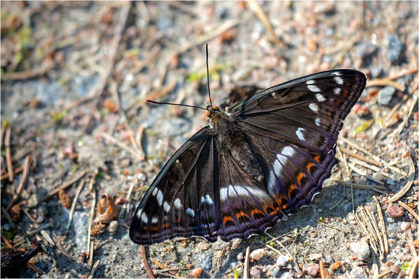 Großer Eisvogel (Limenitis populi), Schweden, Östergötland