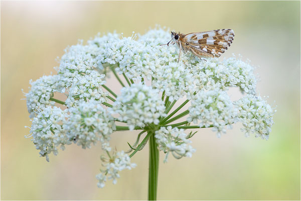 Sonnenröschen-Würfel-Dickkopffalter (Pyrgus alveus), Frankreich, Dep. Alpes-de-Haute-Provence, 1.900m