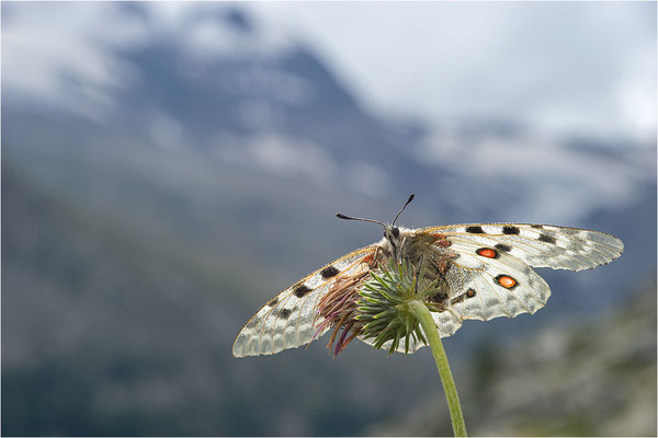 Roter Apollo (Parnassius apollo pedemontanus), Italien, Region Aostatal, 2.500m