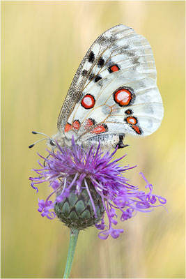 Roter Apollo (Parnassius apollo lithographicus), Deutschland, Oberbayern