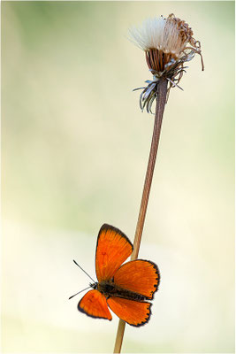 Dukaten-Feuerfalter (Lycaena virgaureae), Männchen, Schweiz, Wallis, 1600m