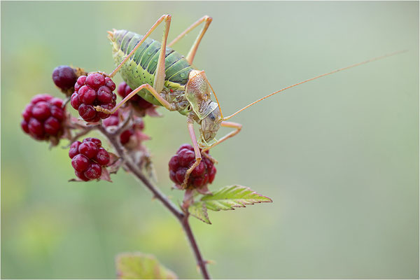 Steppen-Sattelschrecke (Ephippiger diurnus), Männchen, Frankreich, Drôme