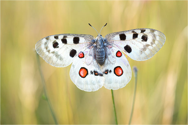 Roter Apollo (Parnassius apollo lithographicus), Deutschland, Oberbayern