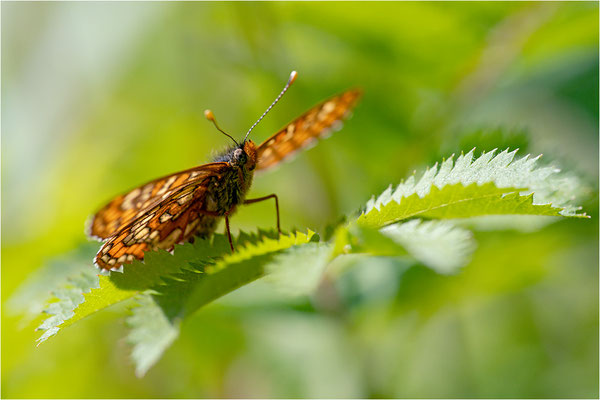 Euphydryas maturna