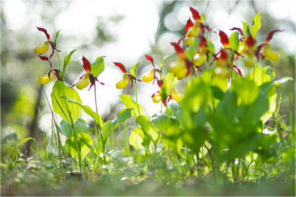 Gelber Frauenschuh (Cypripedium calceolus), Schweden, Gotland