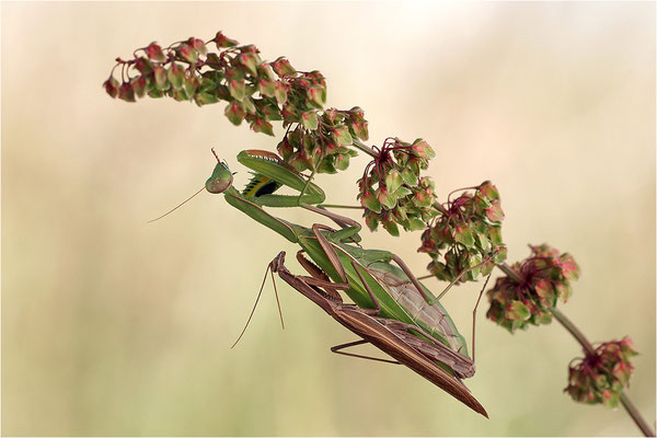 Europäische Gottesanbeterin (Mantis religiosa), Paarung, Deutschland, Baden-Württemberg