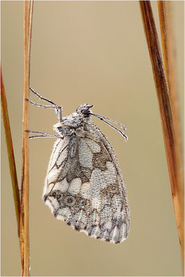 Schachbrettfalter (Melanargia galathea), Weibchen, Deutschland, Baden-Württemberg