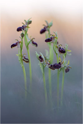 Ophrys passionis, Bouches-du-Rhône