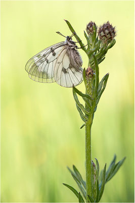 Schwarzer Apollo (Parnassius mnemosyne), Schweiz, Kanton Wallis