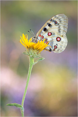 Roter Apollo (Parnassius apollo venaissimus), Frankreich, Dep. Vaucluse