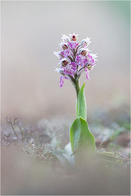 Milchweißes Knabenkraut (Neotinea lactea), Dep. Var, Frankreich