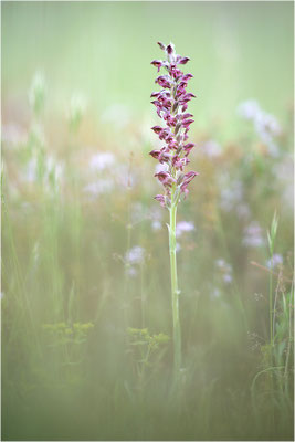 Duftende Spitzorchis (Anacamptis fragrans), Dep. Aveyron, Frankreich