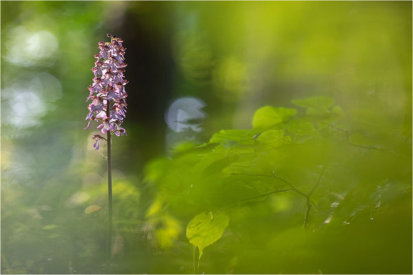 Purpur-Knabenkraut (Orchis purpurea), Deutschland, Baden-Württemberg