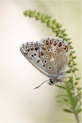Silbergrüner Bläuling (Polyommatus coridon), Männchen, Frankreich, Drôme