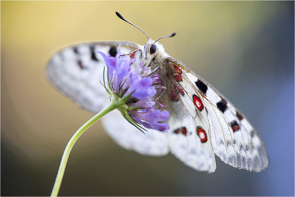 Roter Apollo (Parnassius apollo nivatus), Frankreich, Jura