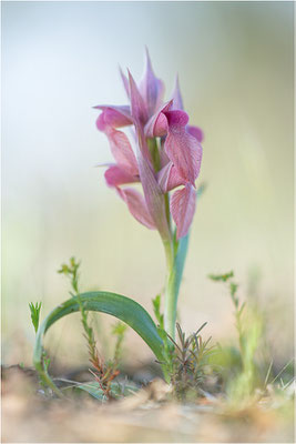 Verkannter Zungenstendel (Serapias neglecta), Frankreich, Var