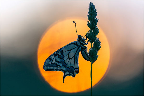 Schwalbenschwanz (Papilio machaon), Deutschland, Baden-Württemberg