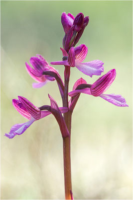 Anacamptis ×gennarii - Hybride aus Schmetterlings-Hundswurz (Anacamptis papilionacea) und Kleiner Hundswurz (Anacamptis morio picta),, Dep. Var, Frankreich