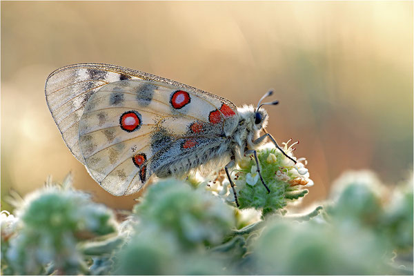 Roter Apollo (Parnassius apollo lozerae), Frankreich, Dep. Lozere