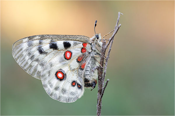 Roter Apollo (Parnassius apollo linnei), Schweden, Gotland