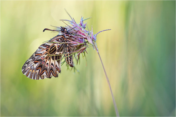 Südlicher Osterluzeifalter (Zerynthia polyxena), Männchen, Frankreich, Ardèche