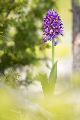 Helm-Knabenkraut (Orchis militaris), Schweden, Farö