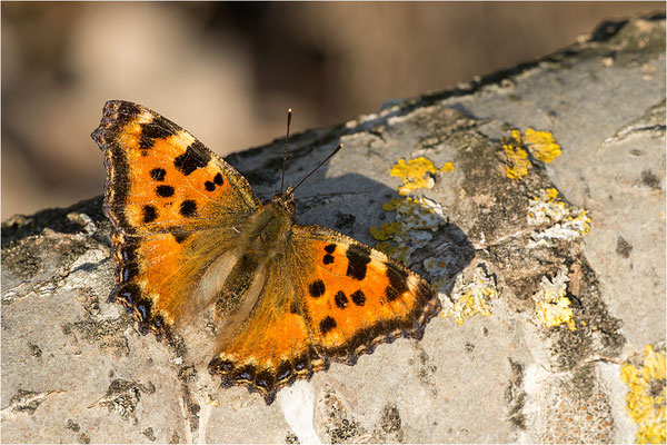 Großer Fuchs (Nymphalis polychloros), Deutschland, Baden-Württemberg