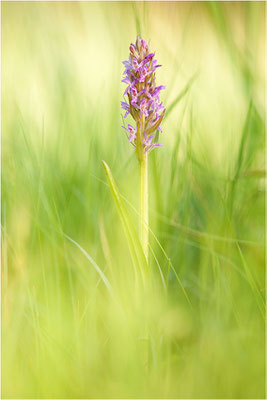 Fleischfarbene Fingerwurz (Dactylorhiza incarnata), Deutschland, Baden-Württemberg