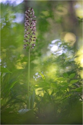 Purpur-Knabenkraut (Orchis purpurea), Deutschland, Baden-Württemberg