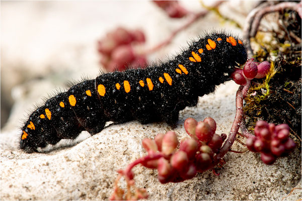 Roter Apollo (Parnasius apollo linnei)