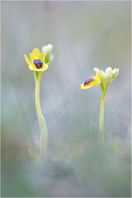 Ophrys lutea