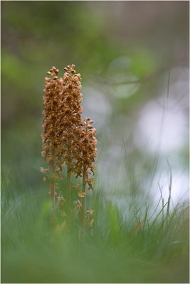 Vogel-Nestwurz (Neottia nidus-avis), Schweden, Gotland