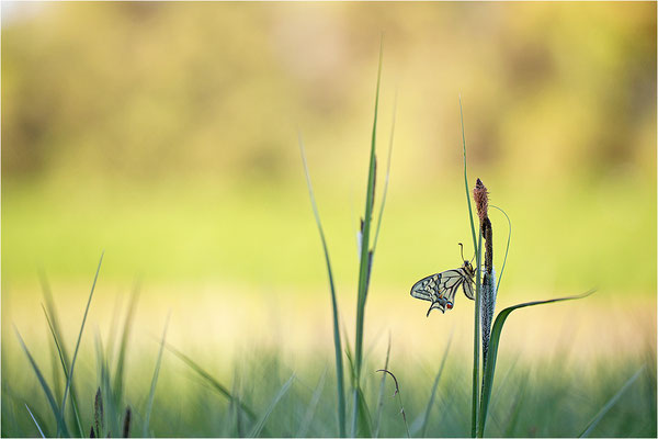 Schwalbenschwanz (Papilio machaon), Deutschland, Baden-Württemberg